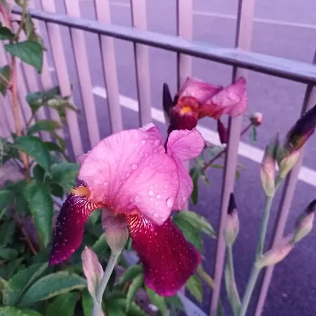 Meraki Dolomiti Apartment *