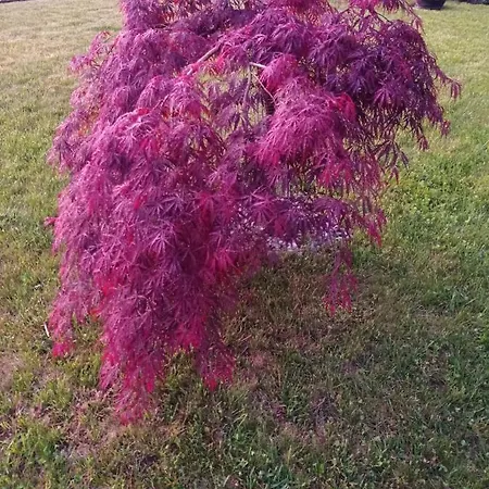 Meraki Dolomiti Apartment Longarone