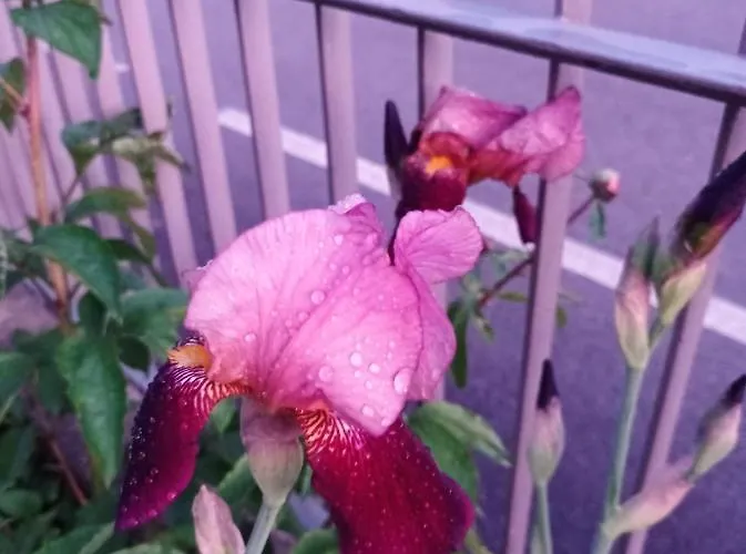 Meraki Dolomiti Appartement *