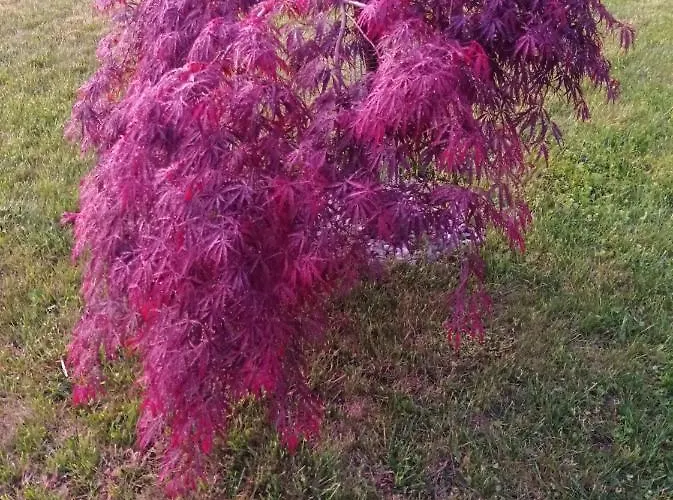 Meraki Dolomiti Appartement Longarone